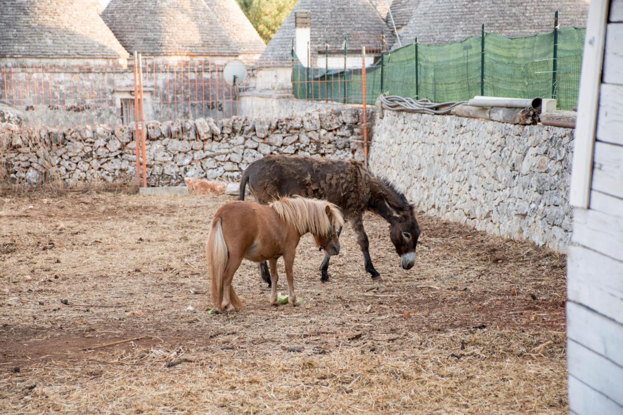Trullo Cinquenoci Suite Locorotondo Extérieur photo